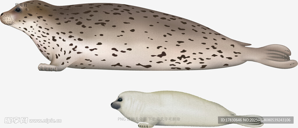 斑海豹