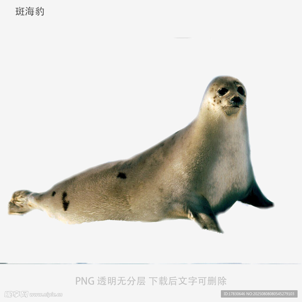 斑海豹
