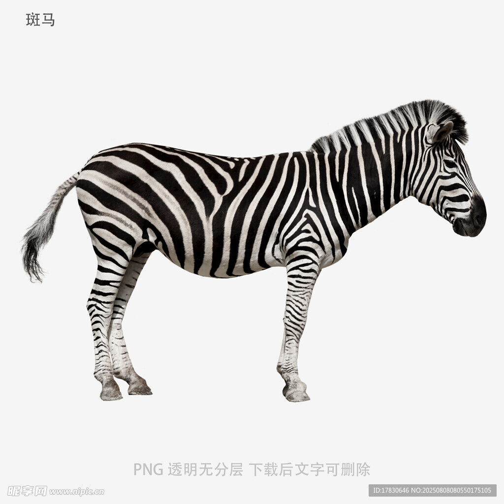 斑马
