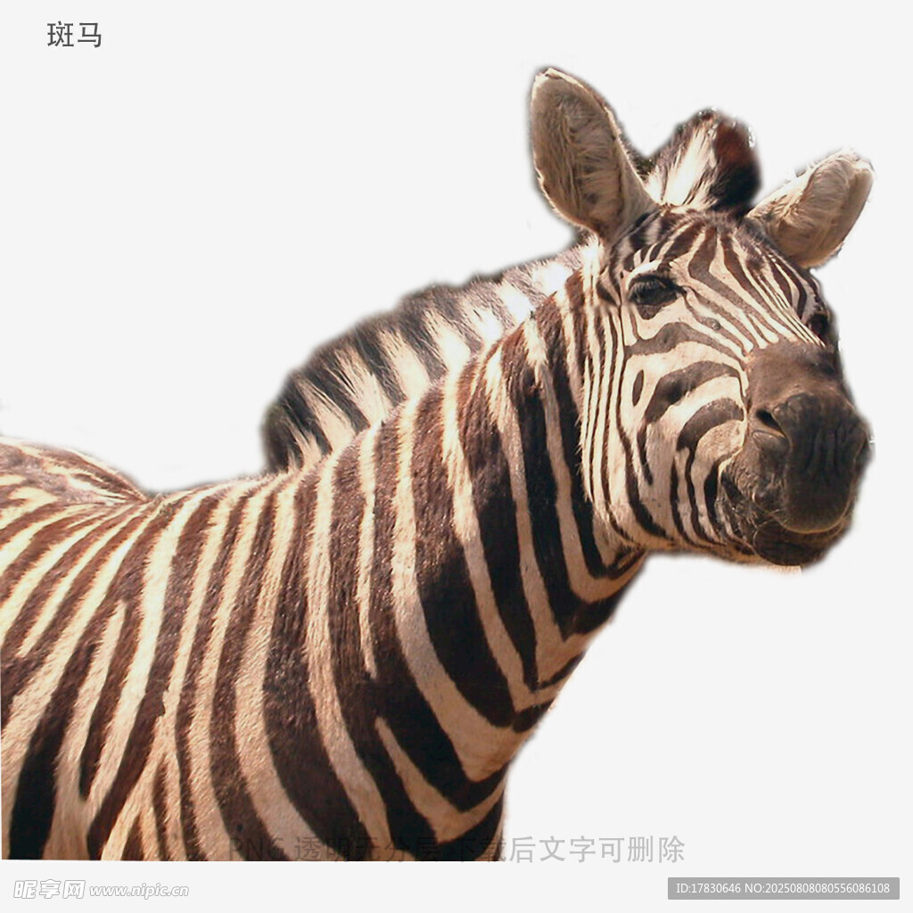 斑马