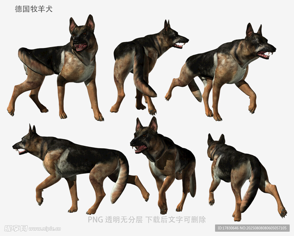 德国牧羊犬
