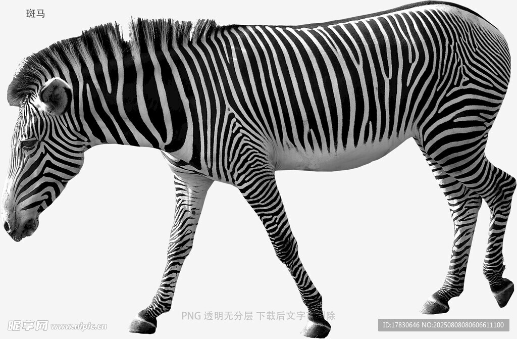斑马