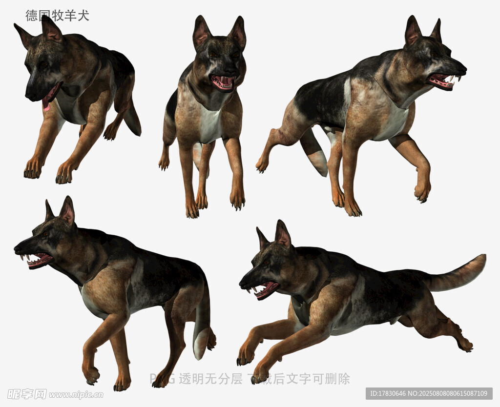 德国牧羊犬
