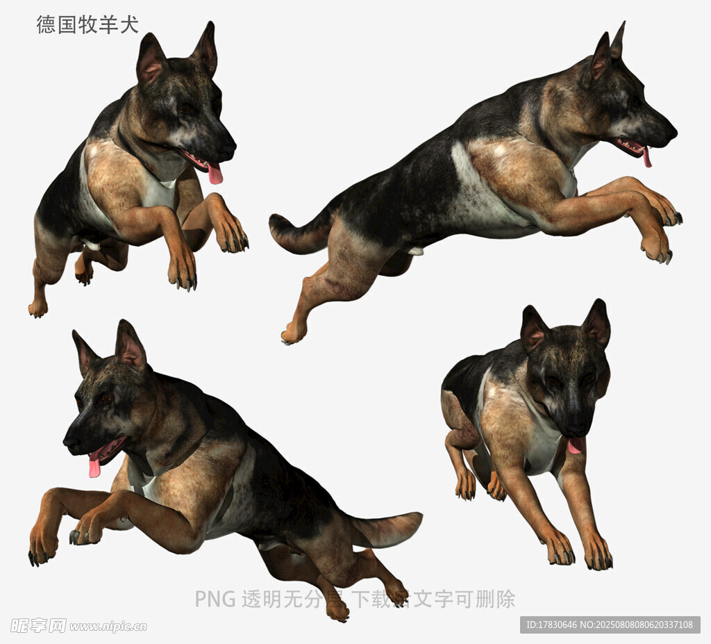德国牧羊犬