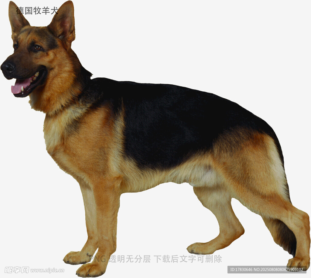 德国牧羊犬