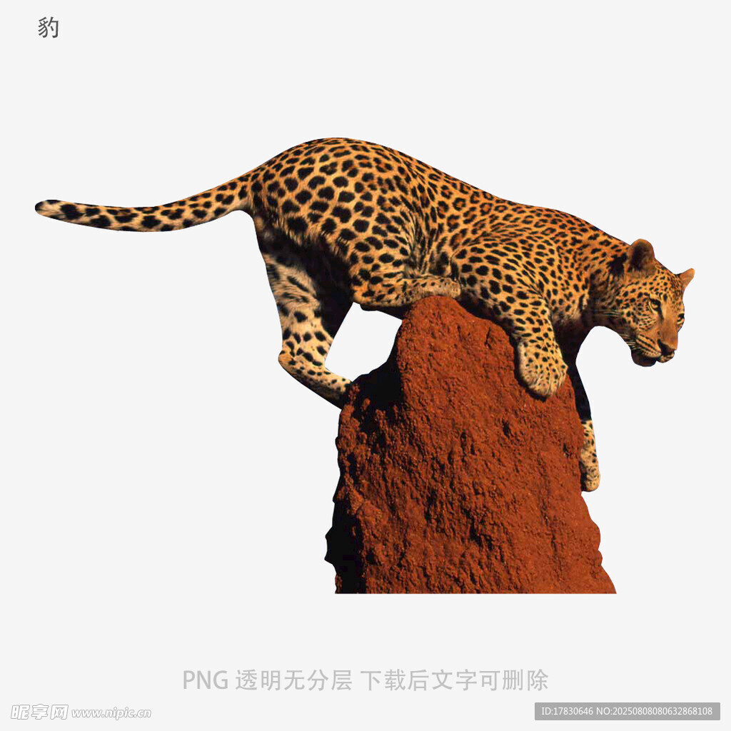 豹