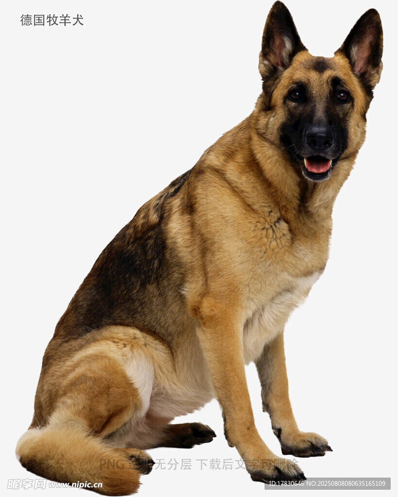 德国牧羊犬