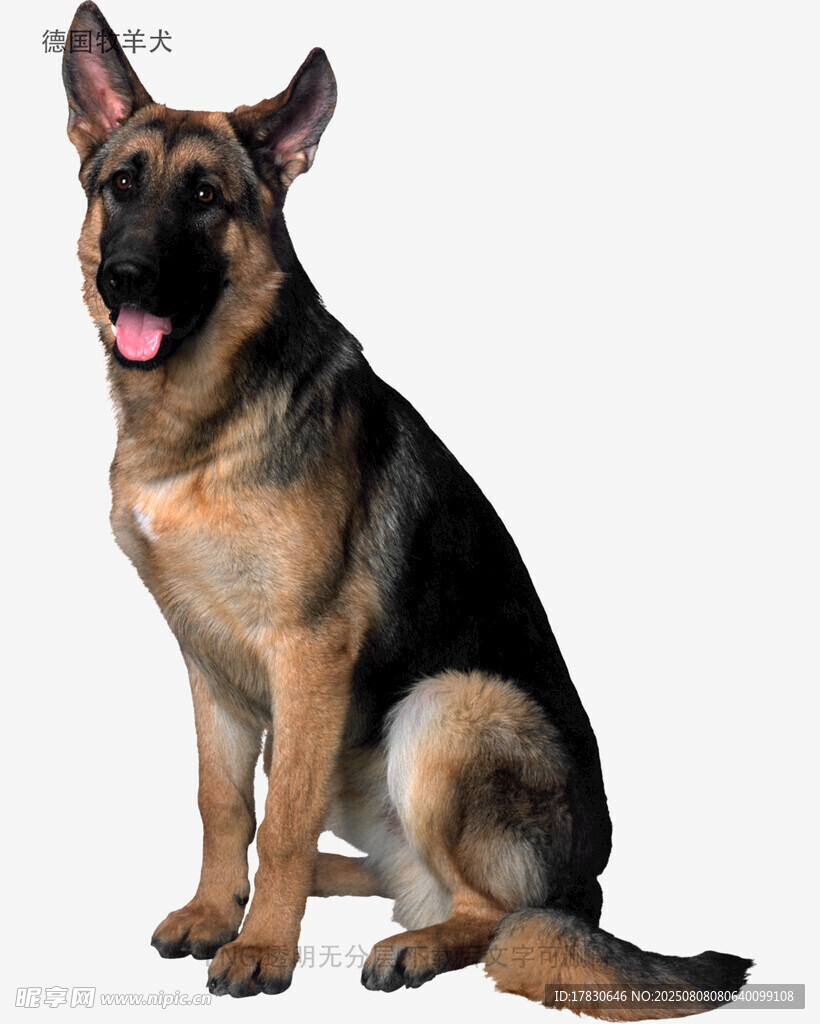 德国牧羊犬