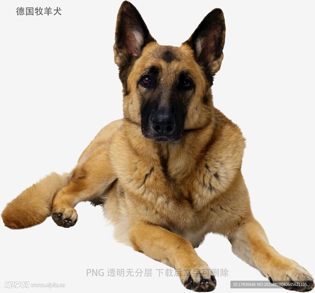 德国牧羊犬