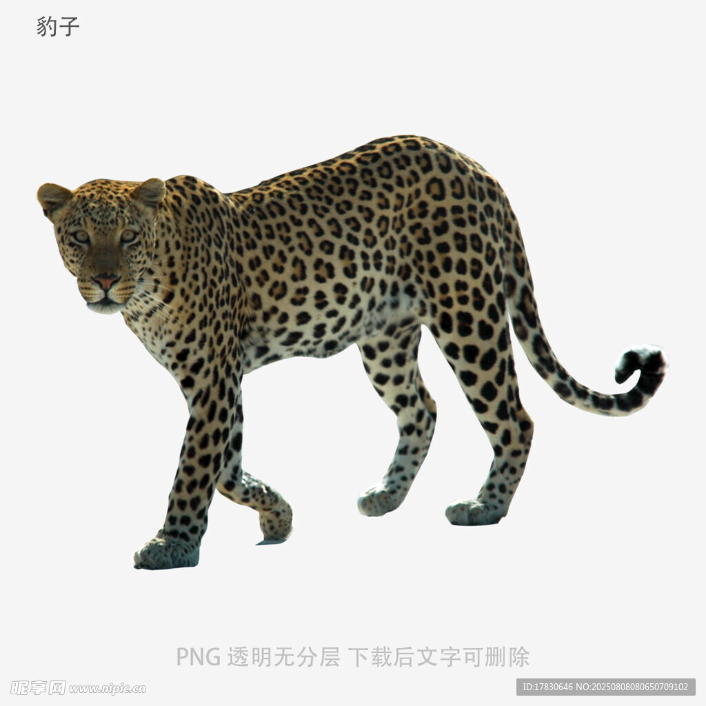 豹子