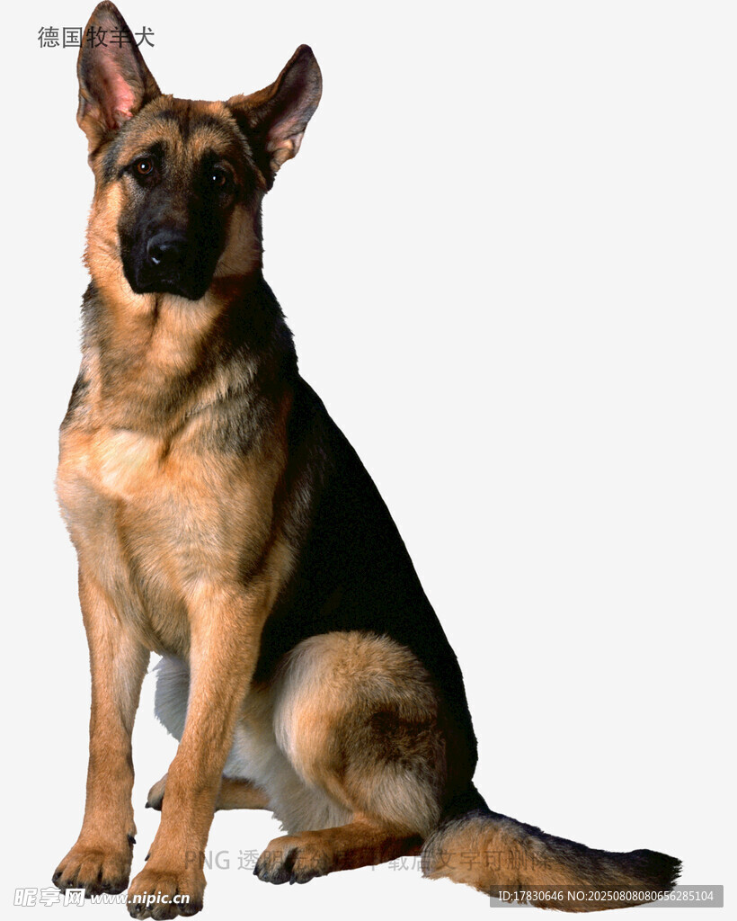 德国牧羊犬