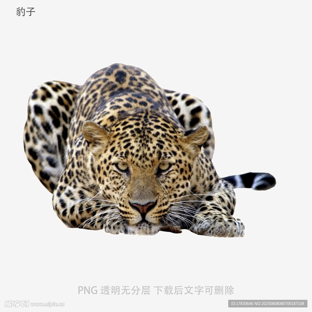 豹子