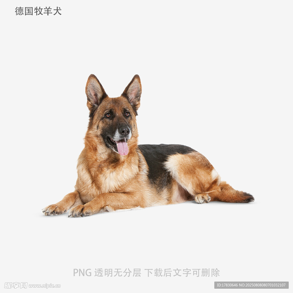 德国牧羊犬