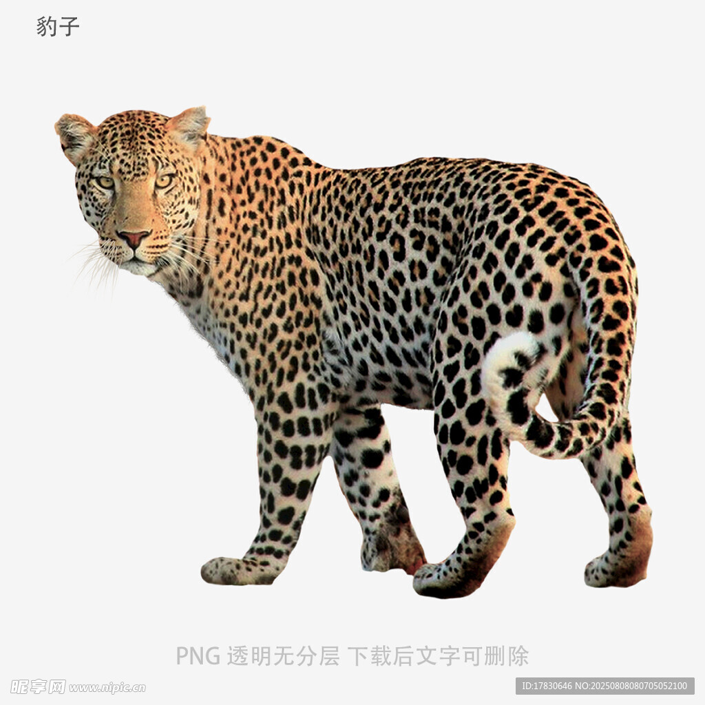 豹子