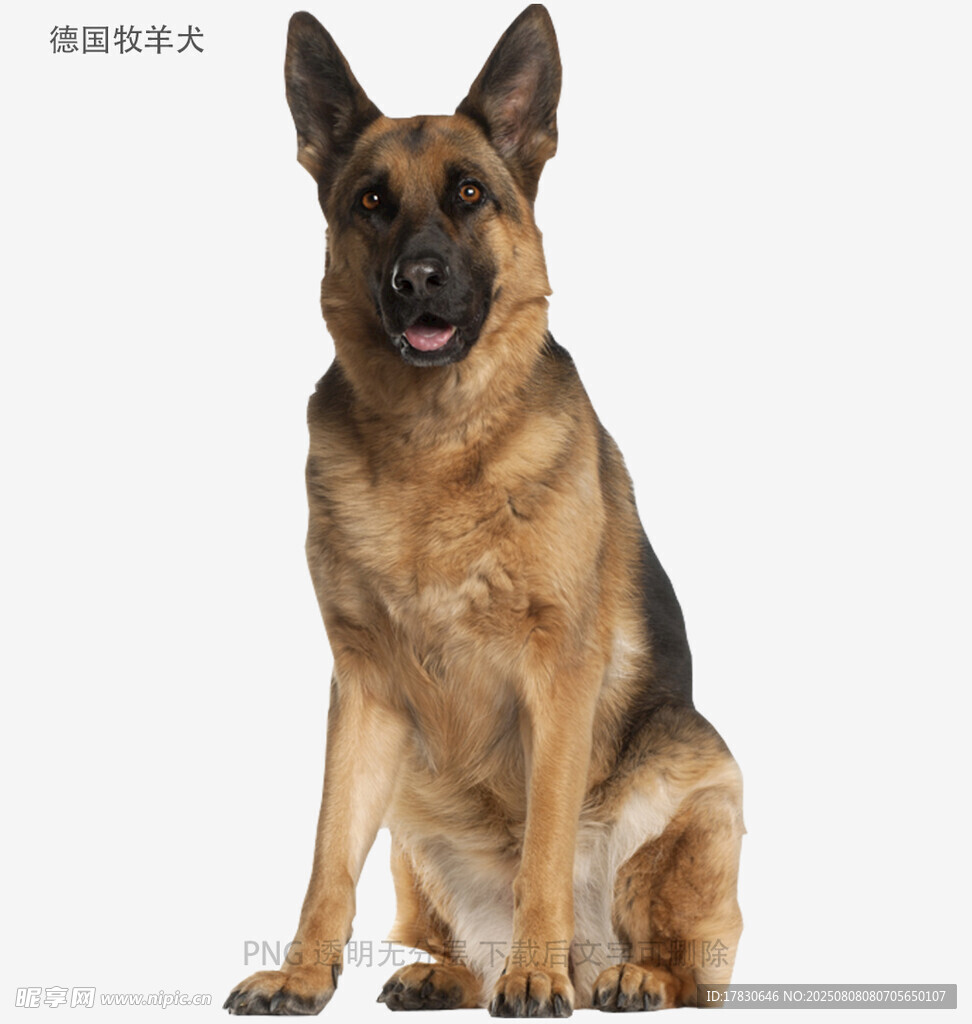 德国牧羊犬