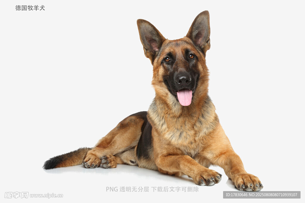 德国牧羊犬