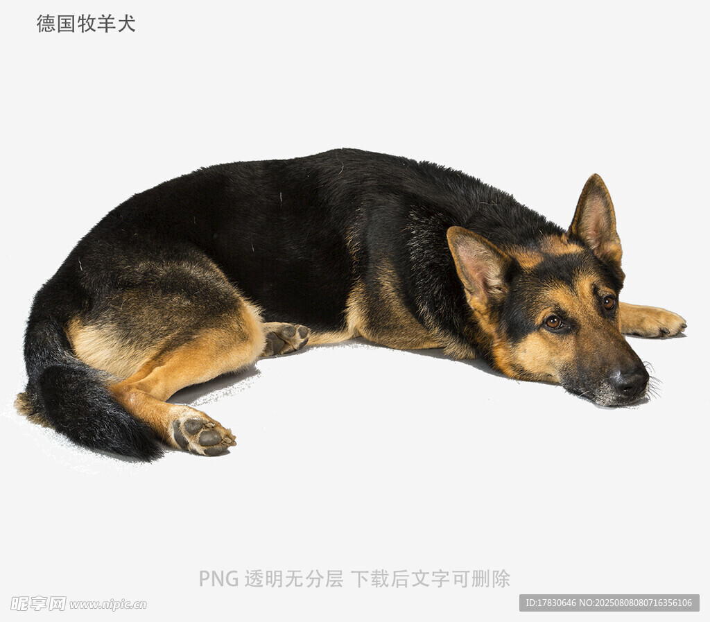 德国牧羊犬
