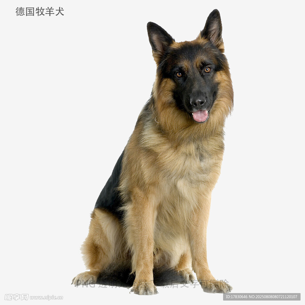 德国牧羊犬