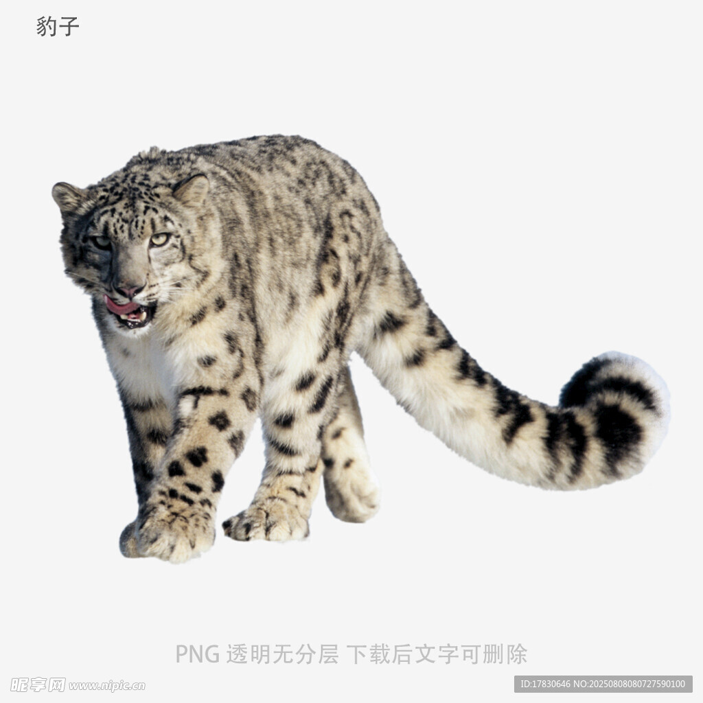 豹子