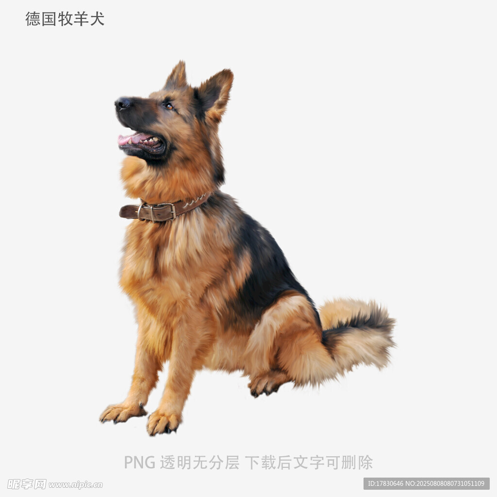 德国牧羊犬