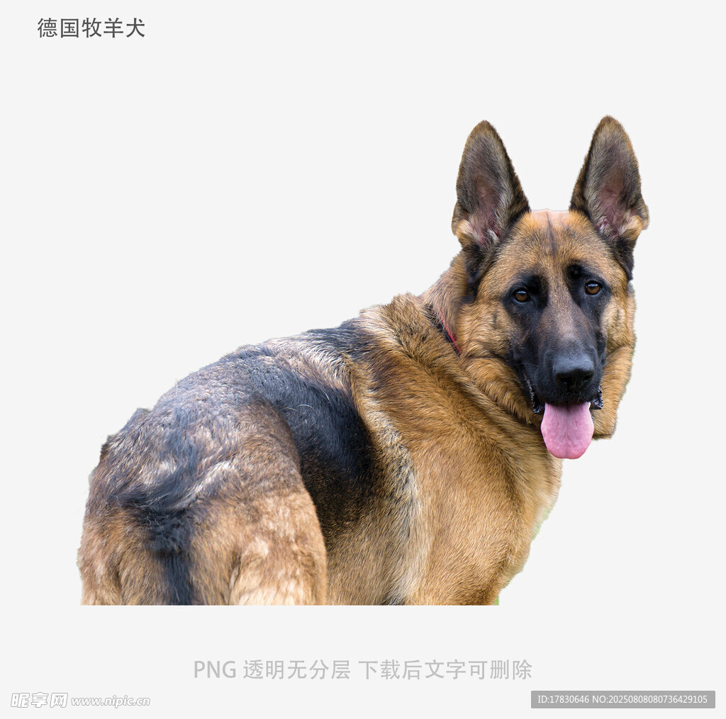德国牧羊犬