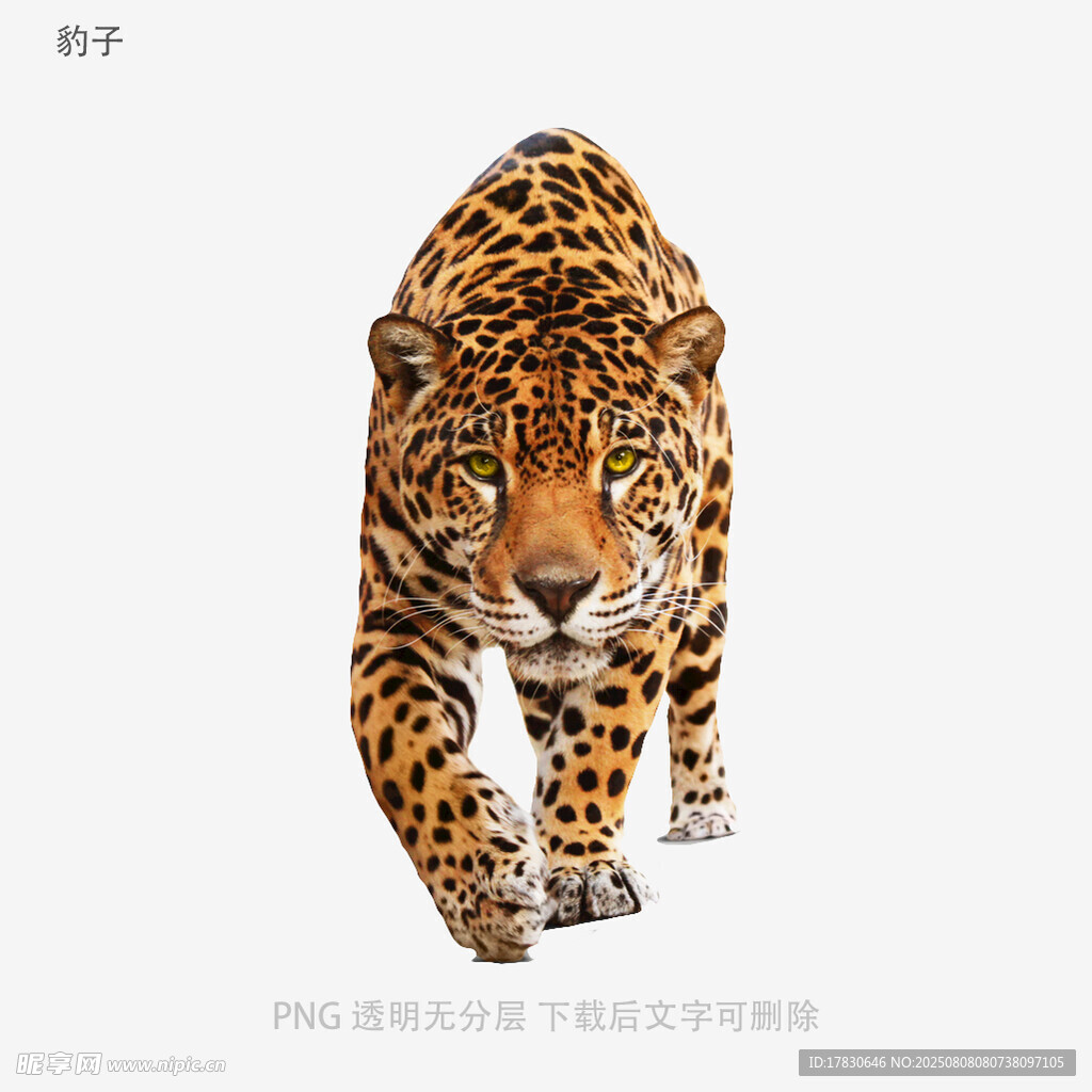 豹子