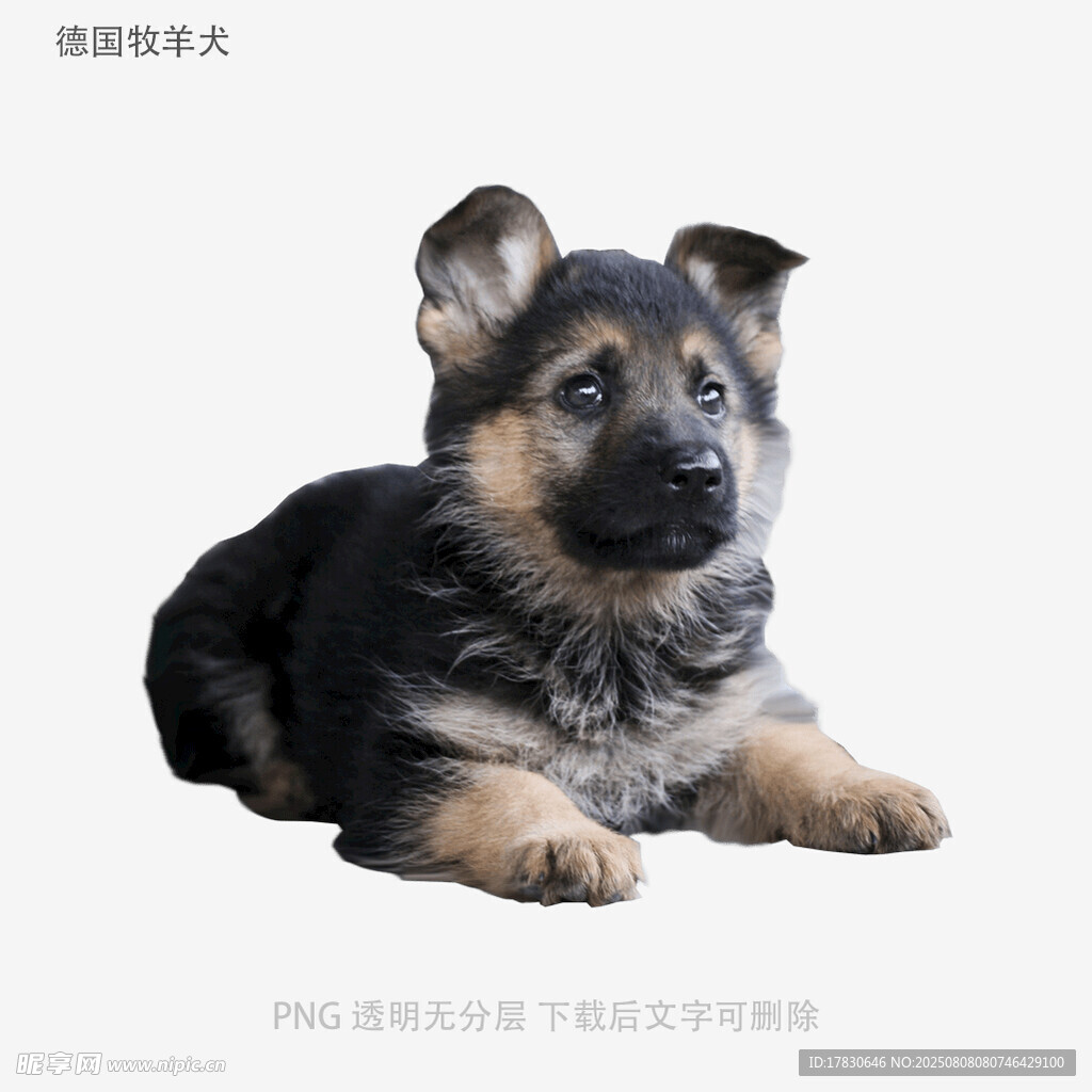 德国牧羊犬