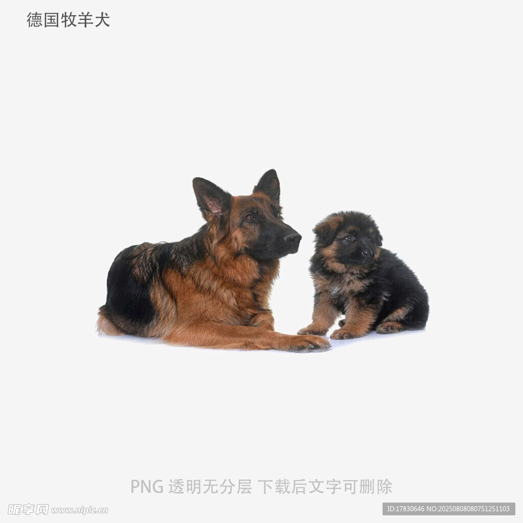 德国牧羊犬