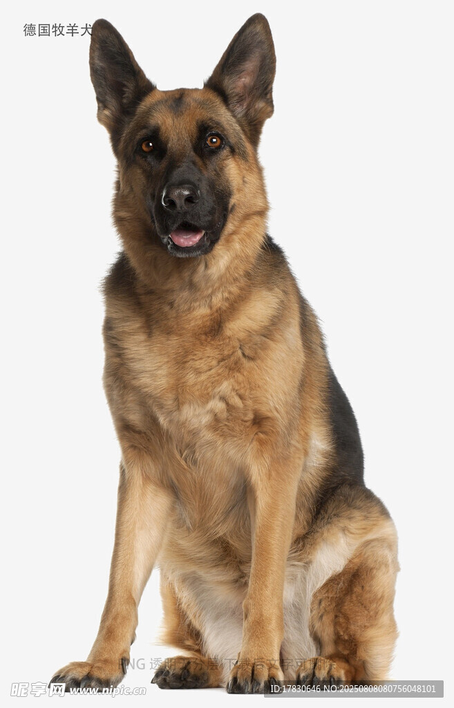 德国牧羊犬