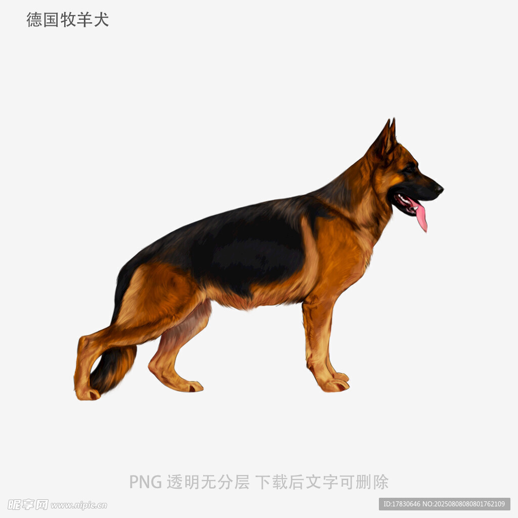 德国牧羊犬