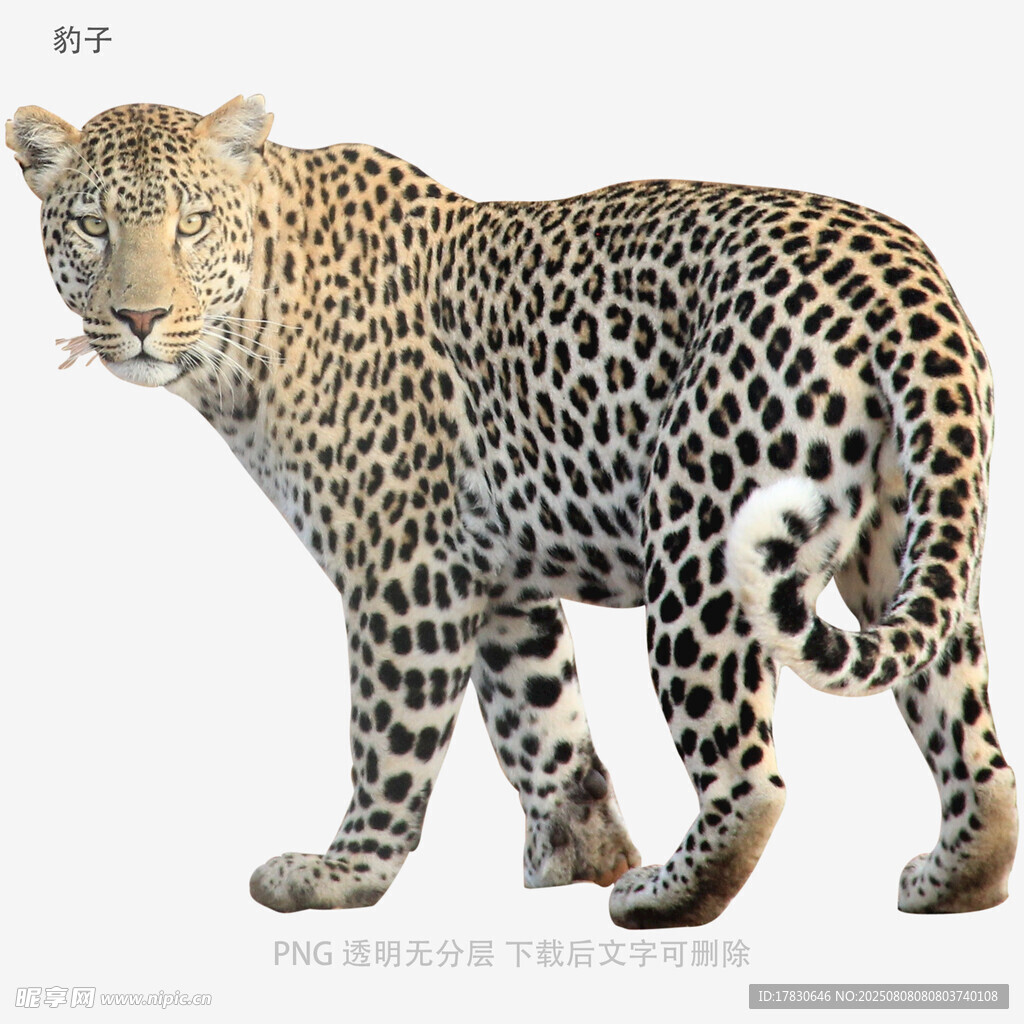 豹子