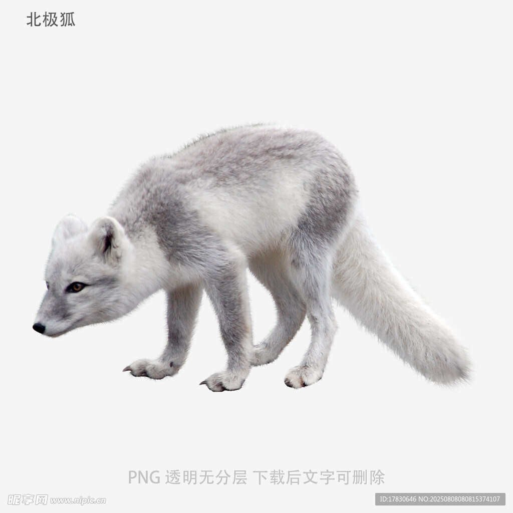 北极狐
