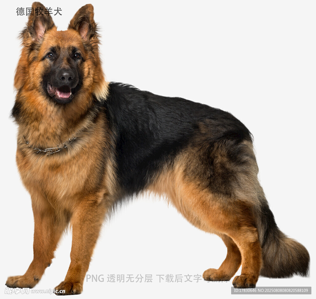德国牧羊犬