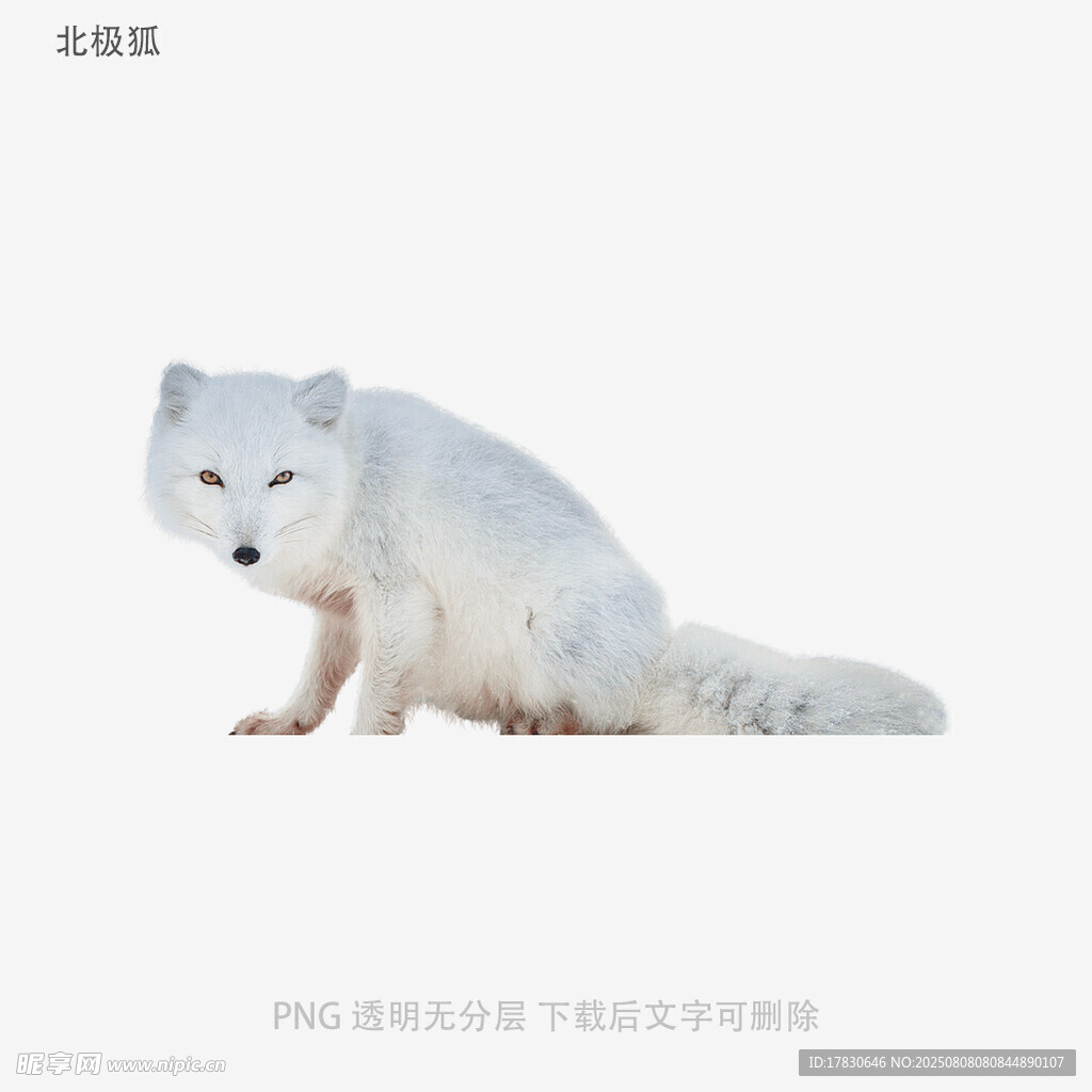 北极狐