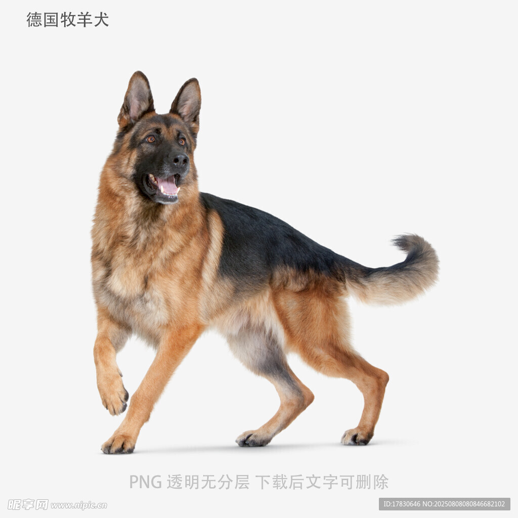 德国牧羊犬