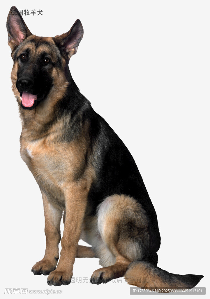 德国牧羊犬