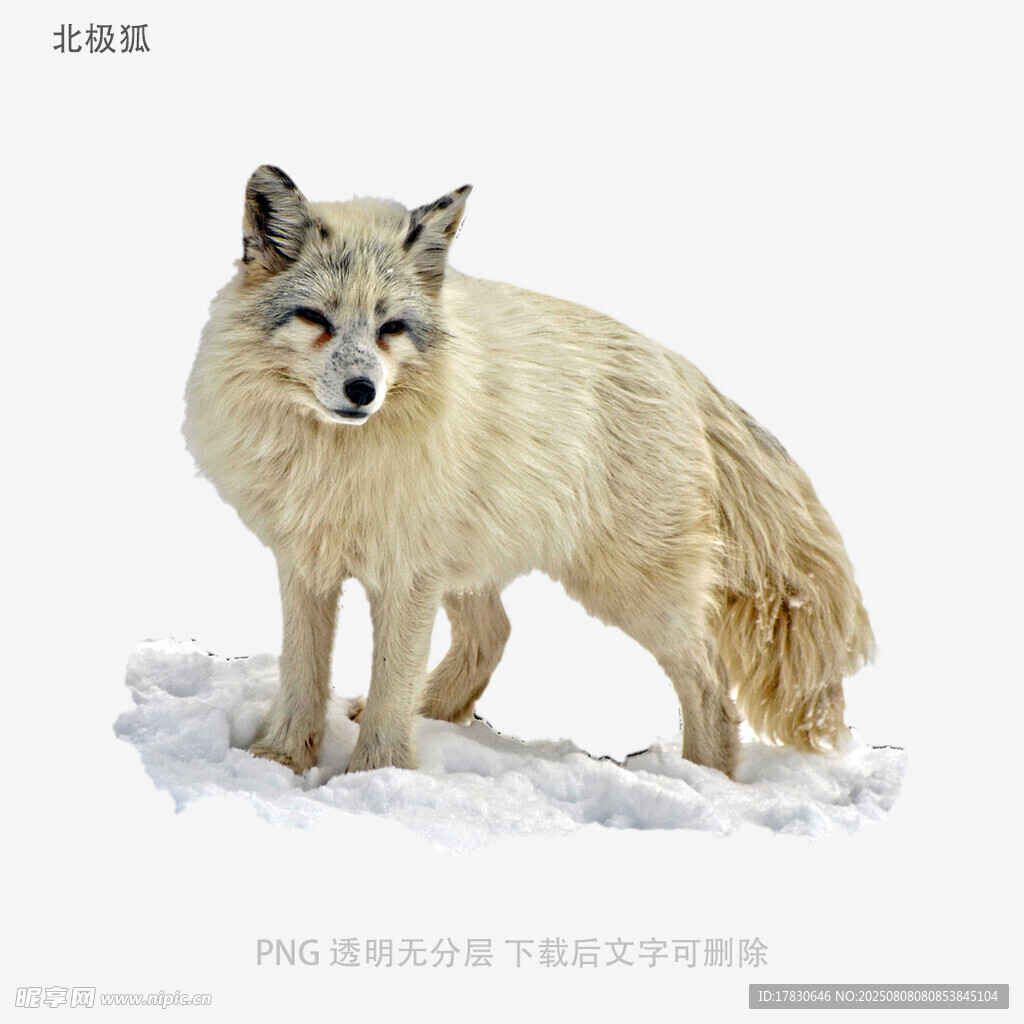 北极狐