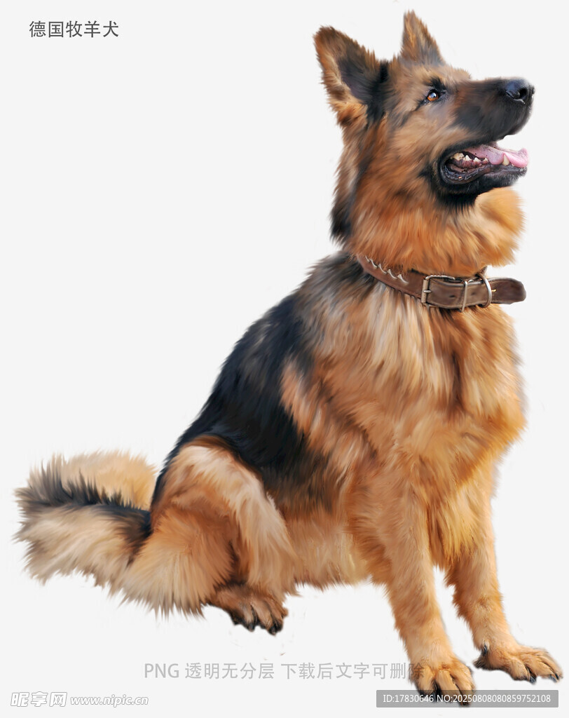 德国牧羊犬