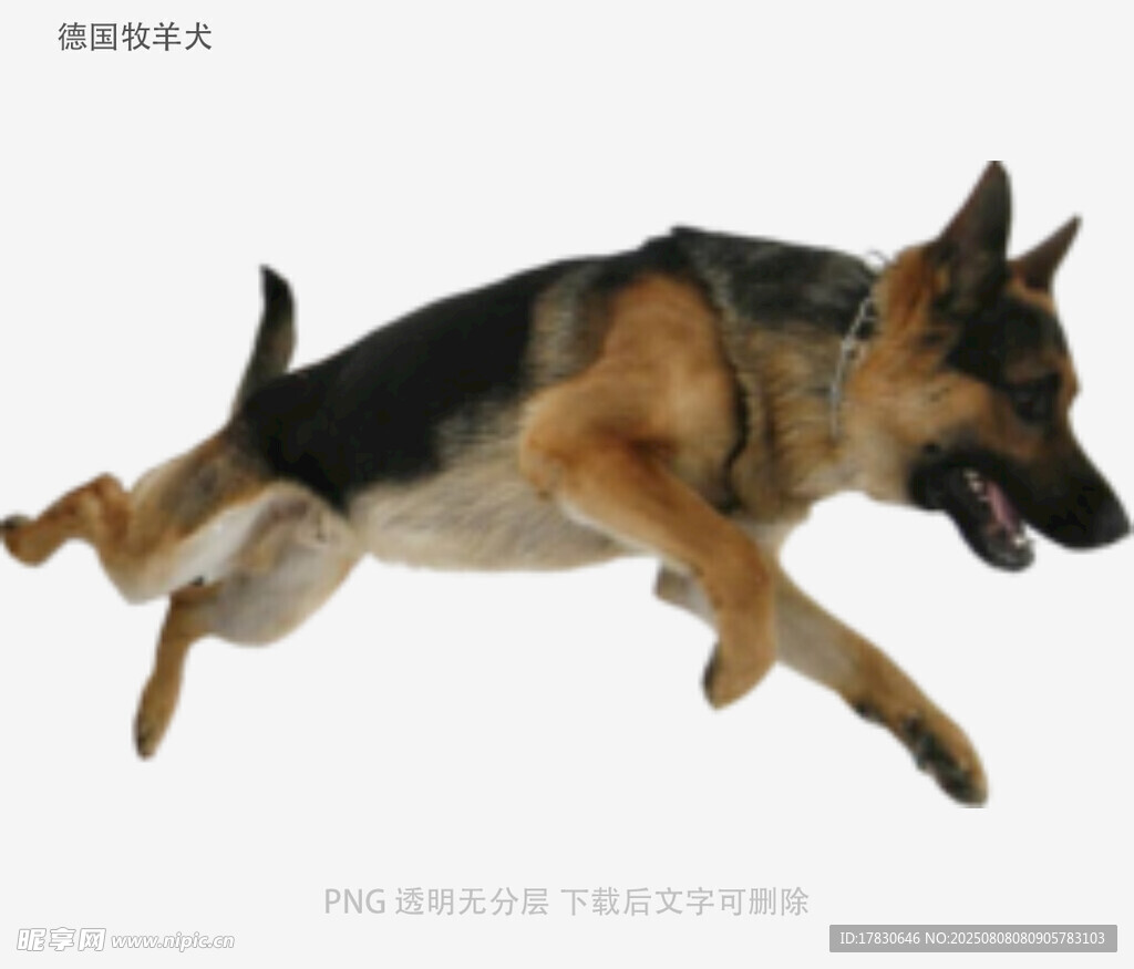 德国牧羊犬