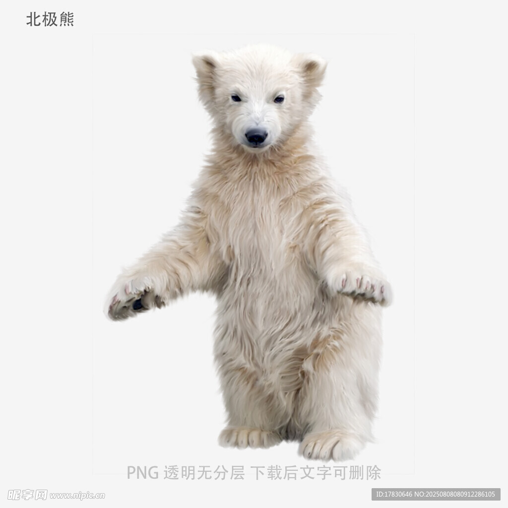 北极熊
