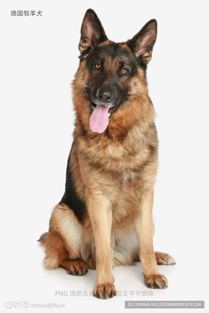 德国牧羊犬