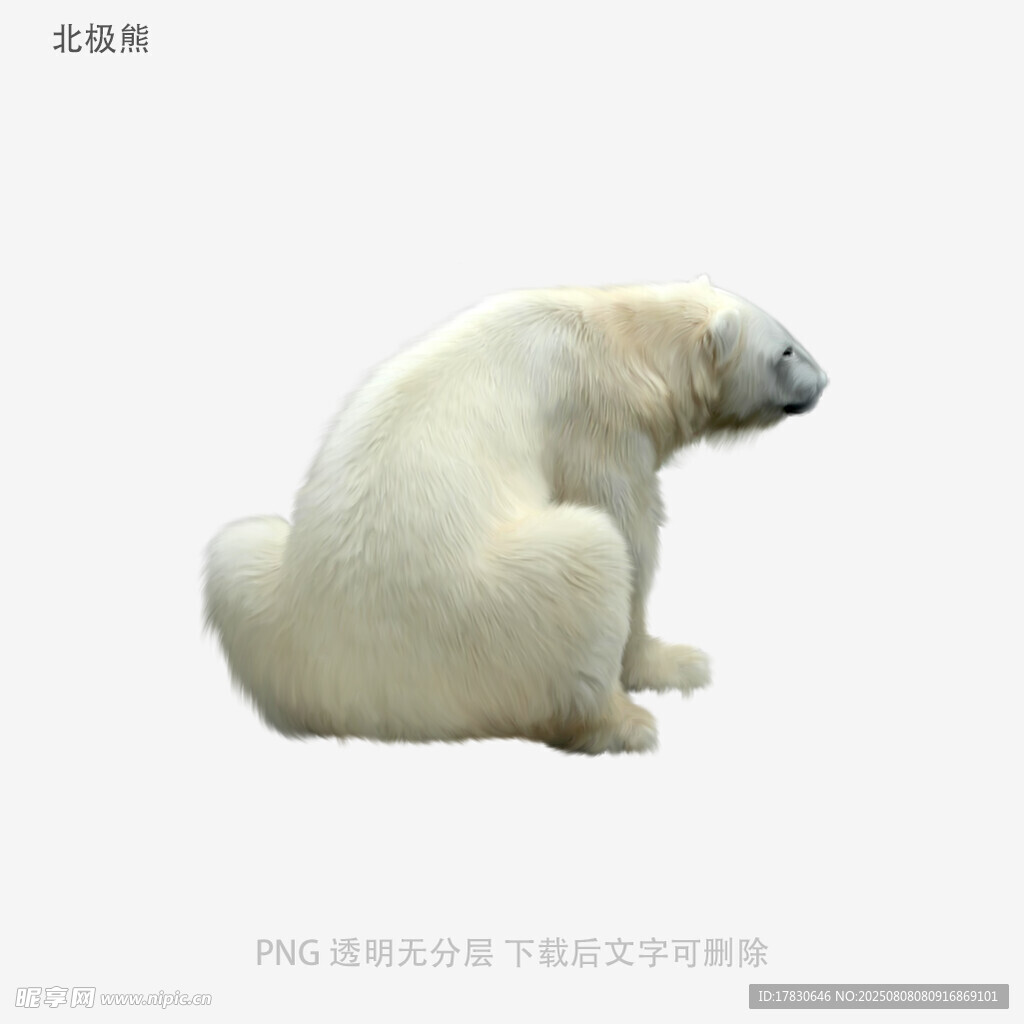 北极熊