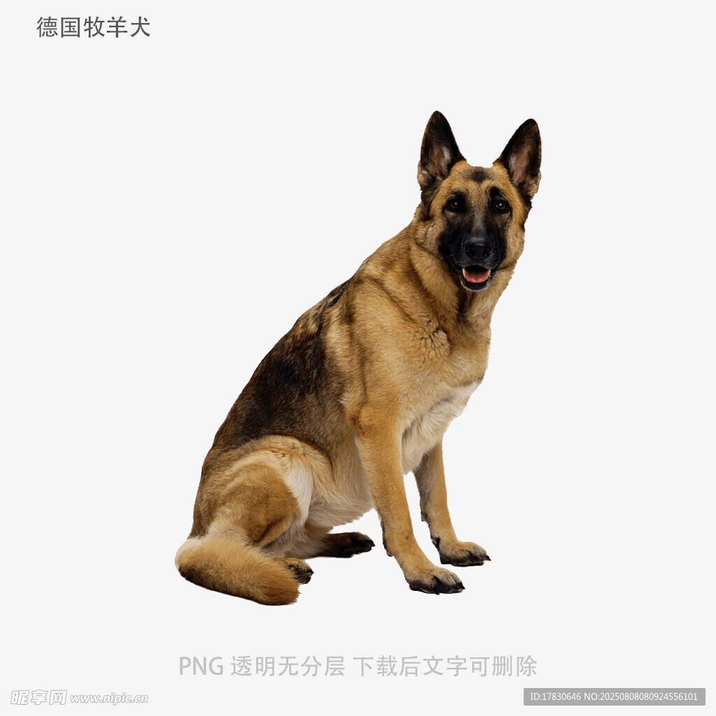 德国牧羊犬