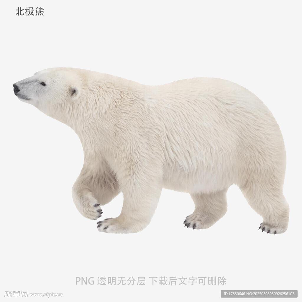 北极熊
