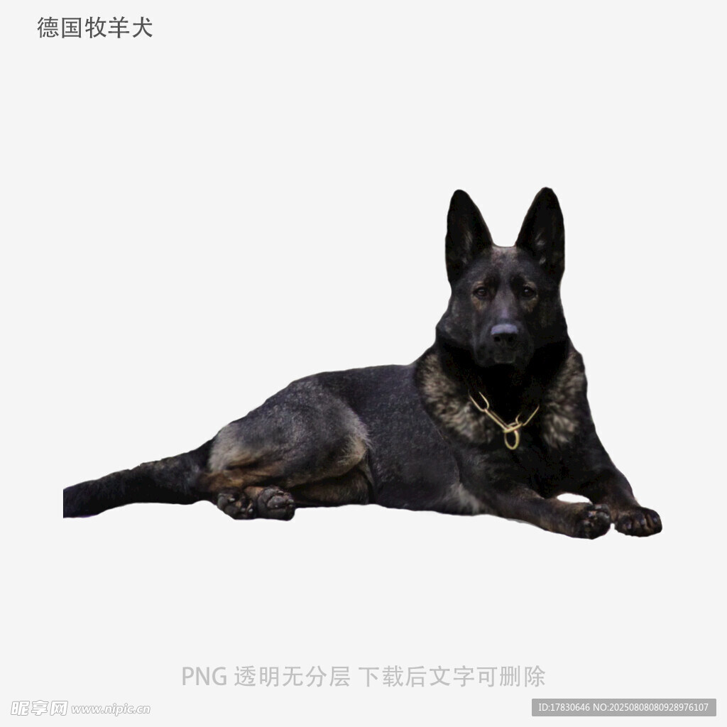 德国牧羊犬