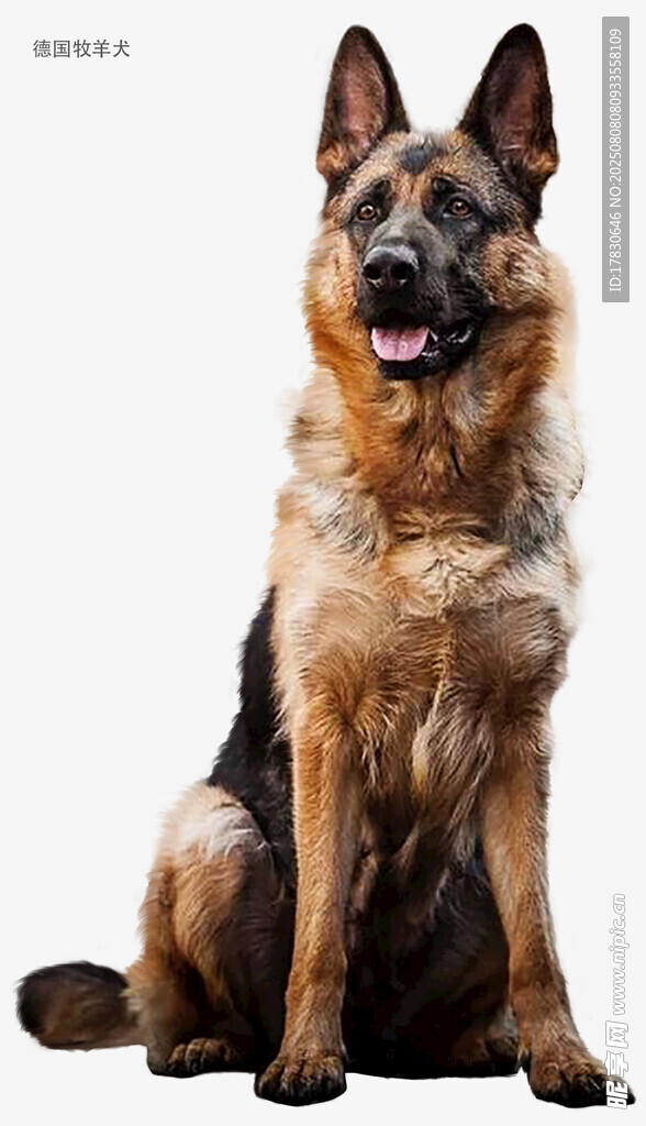 德国牧羊犬