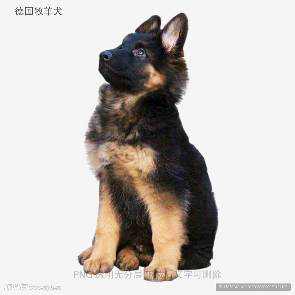 德国牧羊犬