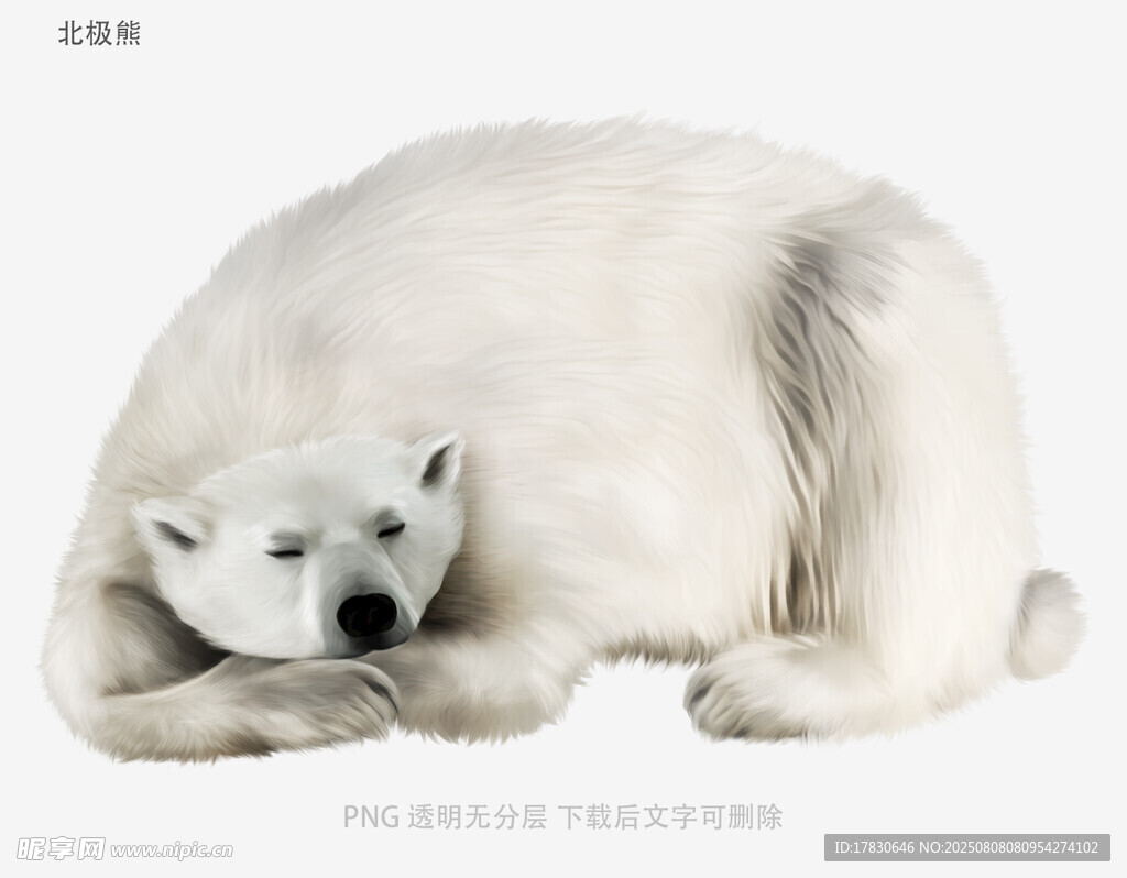 北极熊