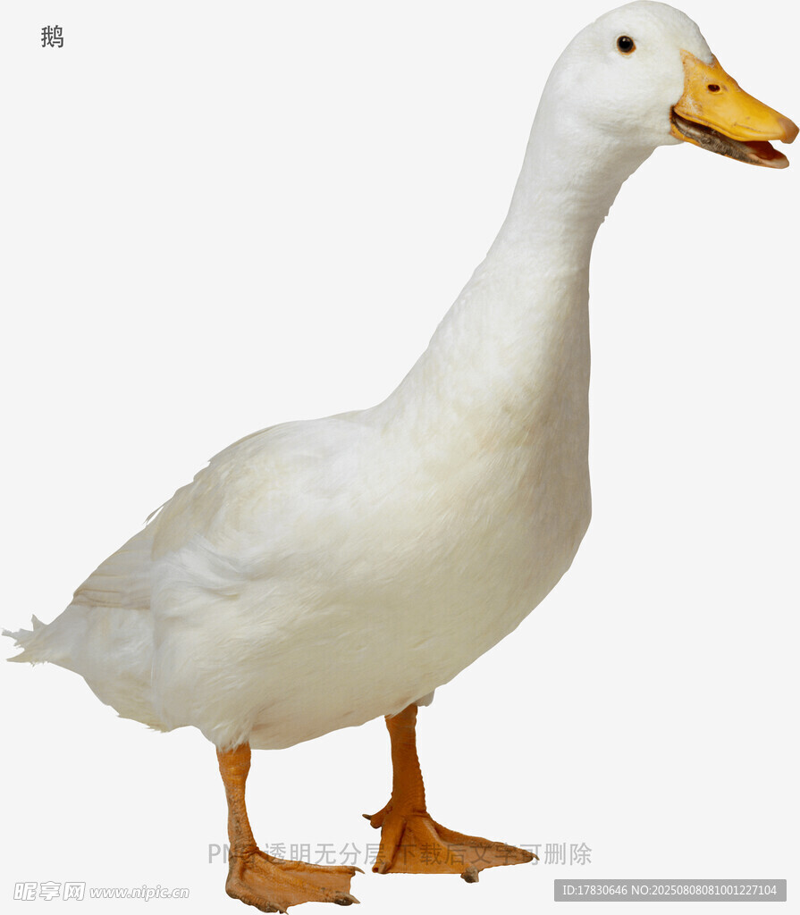 鹅