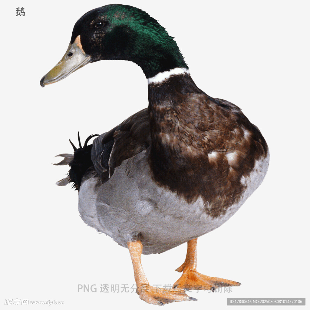 鹅